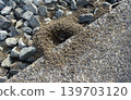 Ali's nest 139703120