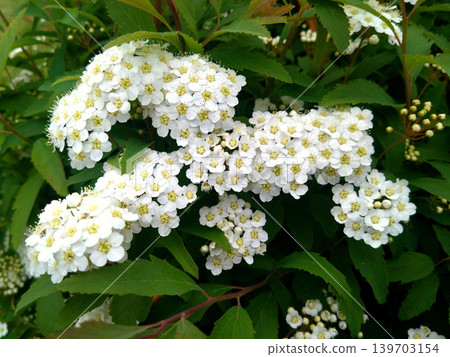 春意盎然,到處盛開著繡線菊(Spiraea thunbergii)的白色小花,景色宜人。 春意盎然,到處盛開著繡線菊(Spiraea thunbergii)的白色小花,景色宜人。 139703154