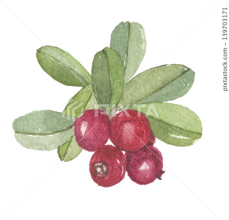 越橘(Vaccinium vitis-idaea)水彩畫 越橘(Vaccinium vitis-idaea)水彩畫 139703171
