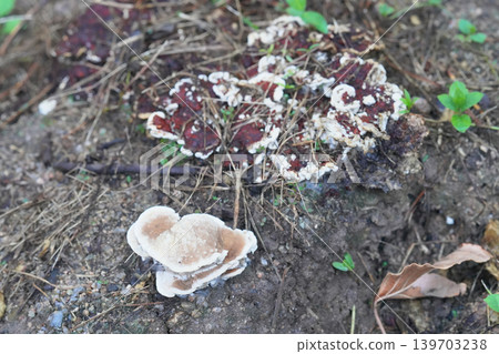 May 15 2026 Wild mushrooms growing on forest ground with decaying wood May 15 2026 Wild mushrooms growing on forest ground with decaying wood 139703238