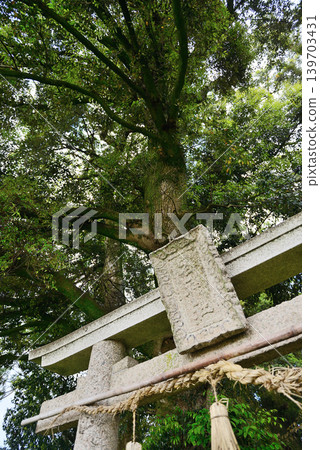 鳥取縣南部町,Kyakujinja Shrine,5月 鳥取縣南部町,Kyakujinja Shrine,5月 139703431