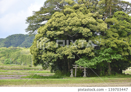 Tottori Prefecture, Nanbu Town, Kyakujinja Shrine, May Tottori Prefecture, Nanbu Town, Kyakujinja Shrine, May 139703447