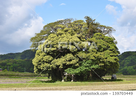 Tottori Prefecture, Nanbu Town, Kyakujinja Shrine, May Tottori Prefecture, Nanbu Town, Kyakujinja Shrine, May 139703449