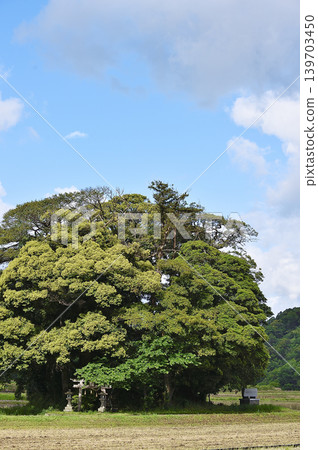 Tottori Prefecture, Nanbu Town, Kyakujinja Shrine, May 139703450
