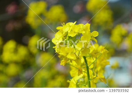 油菜花（靜岡縣加茂郡東河津町） 139703592