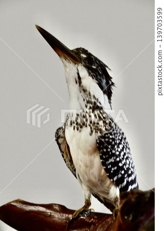 Stuffed specimen of a crested kingfisher (Nakanojo Town Museum of History and Folklore, Main Building / 1091 Nakanojo-machi, Agatsuma-gun, Gunma Prefecture) 139703599