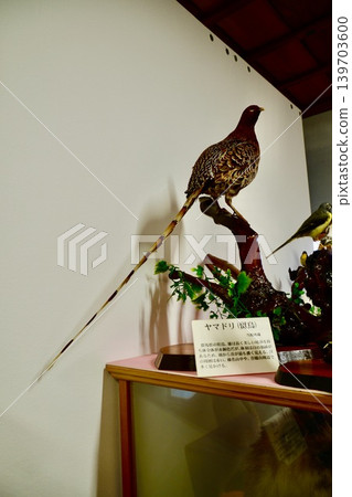 日本雉雞標本(中之條歷史民俗博物館,本館 / 群馬縣吾妻郡中之條町 1091) 日本雉雞標本(中之條歷史民俗博物館,本館 / 群馬縣吾妻郡中之條町 1091) 139703600