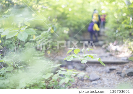 一張展現大山夏季登山步道上清新綠意和初夏景色的照片。 一張展現大山夏季登山步道上清新綠意和初夏景色的照片。 139703601