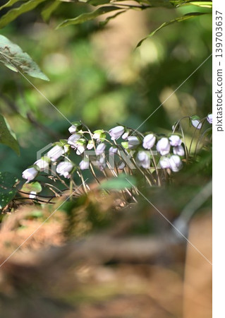 Snowdrop flowers blooming at Myohoji Temple (Nagaoka City, Niigata Prefecture) 139703637