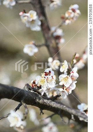 Plum blossom trees in full bloom line Ume no Sato Street (Konan Ward, Niigata City, Niigata Prefecture) Plum blossom trees in full bloom line Ume no Sato Street (Konan Ward, Niigata City, Niigata Prefecture) 139703688