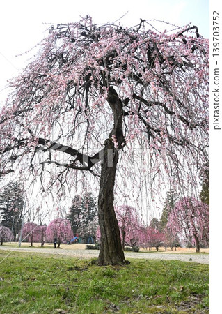 Weeping plum trees at Tagami Plum Blossom Park (Tagami Town, Niigata Prefecture) Weeping plum trees at Tagami Plum Blossom Park (Tagami Town, Niigata Prefecture) 139703752