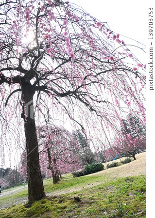Weeping plum trees at Tagami Plum Blossom Park (Tagami Town, Niigata Prefecture) Weeping plum trees at Tagami Plum Blossom Park (Tagami Town, Niigata Prefecture) 139703753