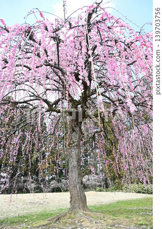 Weeping plum trees at Tagami Plum Blossom Park (Tagami Town, Niigata Prefecture) Weeping plum trees at Tagami Plum Blossom Park (Tagami Town, Niigata Prefecture) 139703756