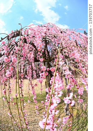 Weeping plum trees at Tagami Plum Blossom Park (Tagami Town, Niigata Prefecture) Weeping plum trees at Tagami Plum Blossom Park (Tagami Town, Niigata Prefecture) 139703757