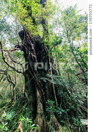 A giant banyan tree standing in the deep forests of Yakushima, intertwined with aerial roots. A giant banyan tree standing in the deep forests of Yakushima, intertwined with aerial roots. 139703772