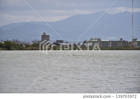 鳥取縣米子市水禽公園 鳥取縣米子市水禽公園 139703972