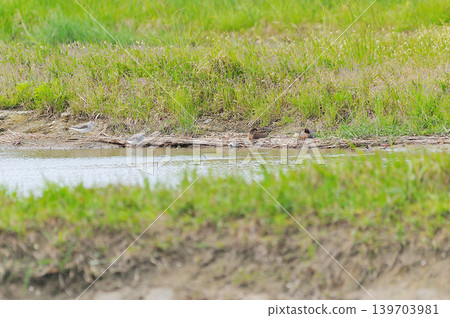 Waterfowl Park, Yonago City, Tottori Prefecture Waterfowl Park, Yonago City, Tottori Prefecture 139703981