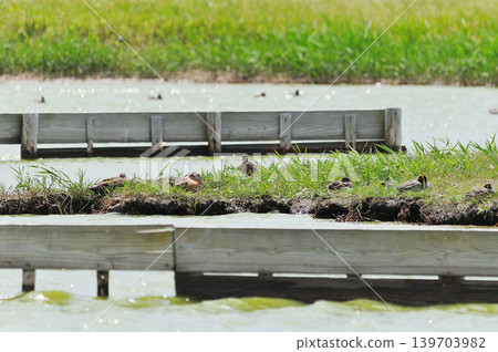 Waterfowl Park, Yonago City, Tottori Prefecture Waterfowl Park, Yonago City, Tottori Prefecture 139703982