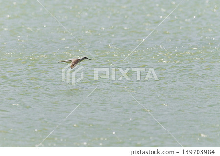 鳥取縣米子市水禽公園 139703984