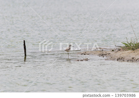 鳥取縣米子市水禽公園 鳥取縣米子市水禽公園 139703986