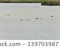 Waterfowl Park, Yonago City, Tottori Prefecture 139703987