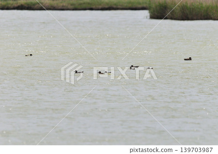 鳥取縣米子市水禽公園 鳥取縣米子市水禽公園 139703987