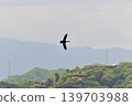 Waterfowl Park, Yonago City, Tottori Prefecture 139703988