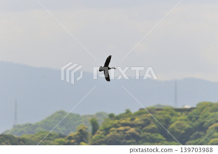 Waterfowl Park, Yonago City, Tottori Prefecture Waterfowl Park, Yonago City, Tottori Prefecture 139703988