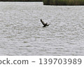 Waterfowl Park, Yonago City, Tottori Prefecture 139703989