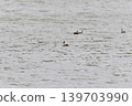 Waterfowl Park, Yonago City, Tottori Prefecture 139703990