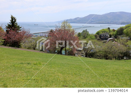 5月6日，在北海道小樽市，小樽手宮公園（正式名稱為手宮綠意植物園），一個俯瞰港口、春花盛開的公園。 139704014