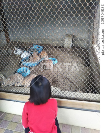 A girl's back as she looks at the rabbits in the rabbit hutch. A girl's back as she looks at the rabbits in the rabbit hutch. 139704088