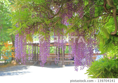 Wisteria flowers Wisteria flowers 139704141