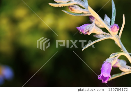 A fantastical macro photograph of purple flowers and shimmering raindrops. A fantastical macro photograph of purple flowers and shimmering raindrops. 139704172