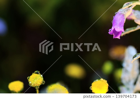 Purple flowers covered in raindrops against a fantastical background. Purple flowers covered in raindrops against a fantastical background. 139704173