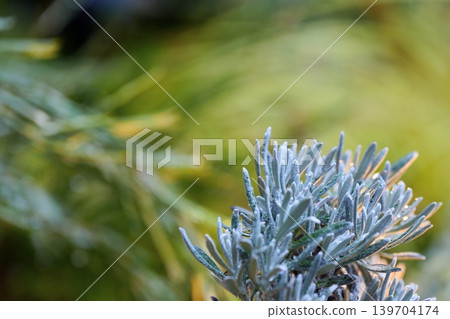 Silver leaves bathed in soft light Silver leaves bathed in soft light 139704174