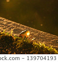 Frogs that inflate their throat bags at night 139704193