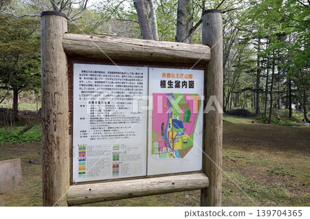 5月6日，我漫步於北海道小樽市鮮為人知的長橋苗房公園。公園裡遍佈櫻花、臭菘等植物，讓我體驗了真正的北海道森林風情。 139704365