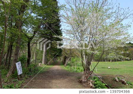 5月6日,我漫步於北海道小樽市鮮為人知的長橋苗房公園。公園裡遍佈櫻花、臭菘等植物,讓我體驗了真正的北海道森林風情。 5月6日,我漫步於北海道小樽市鮮為人知的長橋苗房公園。公園裡遍佈櫻花、臭菘等植物,讓我體驗了真正的北海道森林風情。 139704366