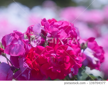 bouquet of pink roses bouquet of pink roses 139704377