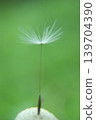 The life cycle of a cottony seed 139704390