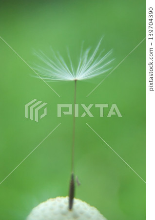 The life cycle of a cottony seed 139704390