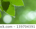 Dewdrops dripping from fresh green leaves 139704391