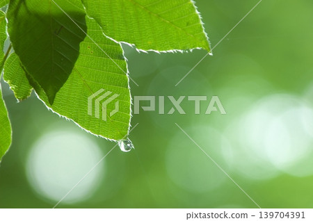 Dewdrops dripping from fresh green leaves 139704391