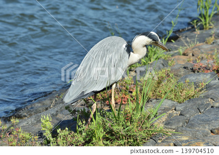 A grey heron catches a dragonfly flying along the Uji River (Uji City, Kyoto Prefecture) A grey heron catches a dragonfly flying along the Uji River (Uji City, Kyoto Prefecture) 139704510