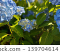 Blue hydrangeas in full bloom on a sunny day 139704614