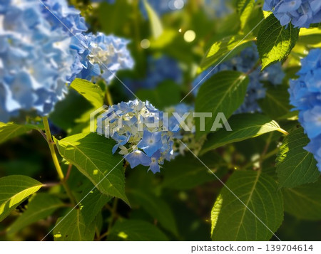 Blue hydrangeas in full bloom on a sunny day Blue hydrangeas in full bloom on a sunny day 139704614