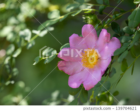 Beautiful pale pink rose 139704621