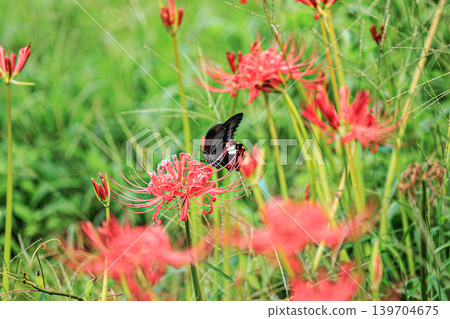 An autumn scene: a black swallowtail butterfly fluttering down onto a red spider lily. An autumn scene: a black swallowtail butterfly fluttering down onto a red spider lily. 139704675