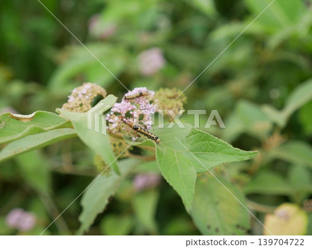 Taiwan Purple Beauty and Caterpillar Taiwan Purple Beauty and Caterpillar 139704722